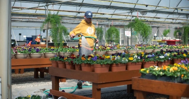 Watering greenhouse