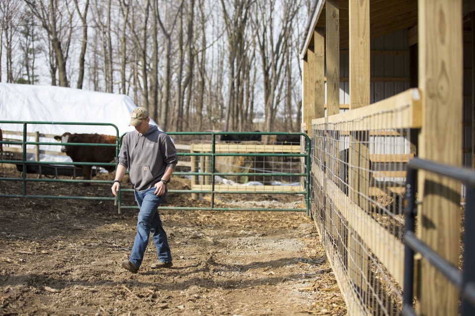 Cattle Farmer walking