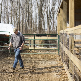 Cattle Farmer walking