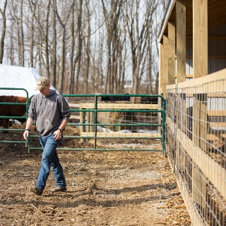 Cattle Farmer walking