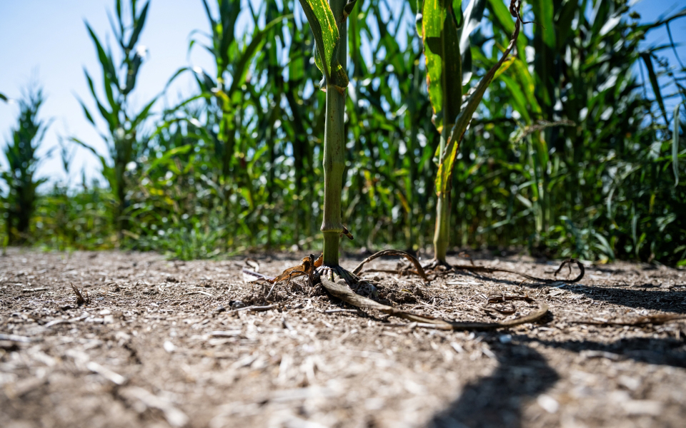 Enhance Risk Management with Crop Insurance