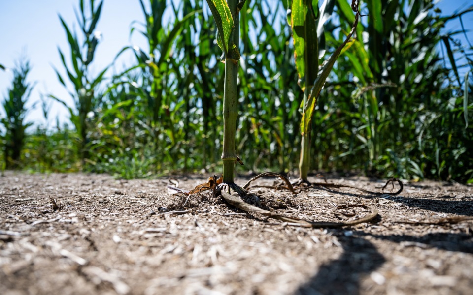 Damaged corn insured through Farm Credit Mid-America crop insurance