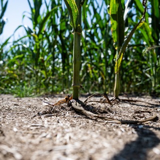 Damaged corn insured through Farm Credit Mid-America crop insurance
