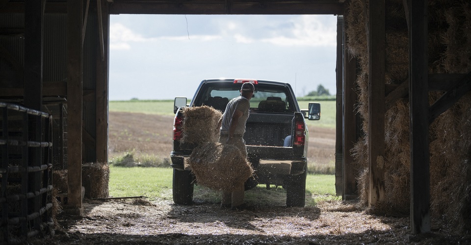 Man throwing hay bales into truck.