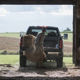 Man throwing hay bales into truck.