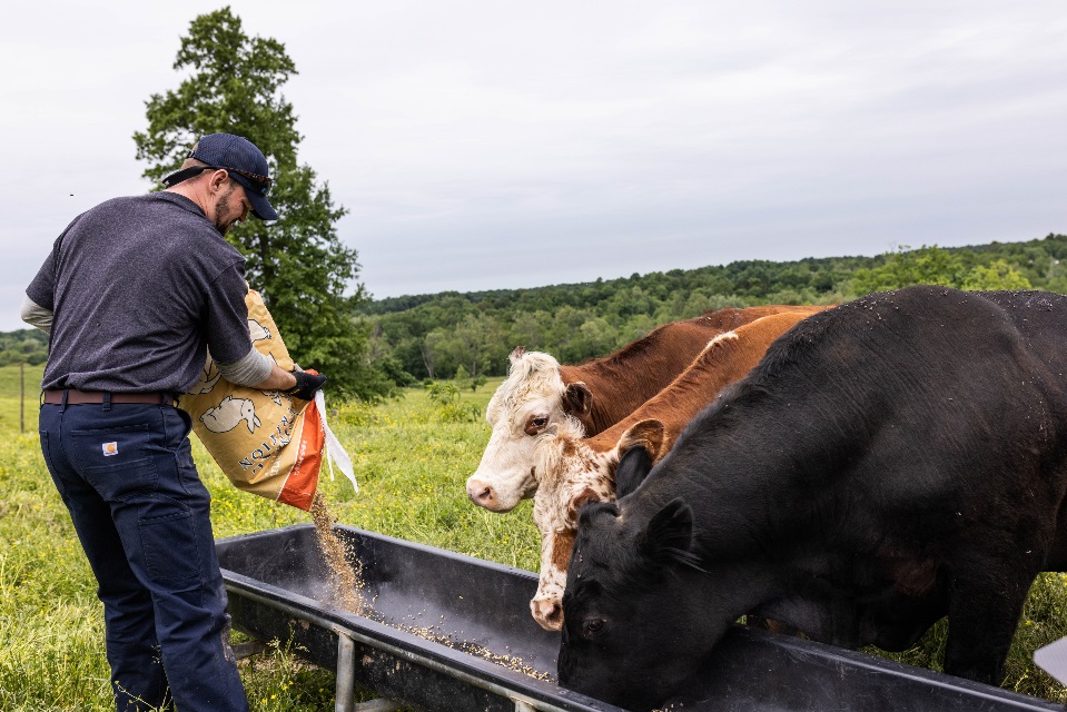 Farmer feeding cows in bunker.