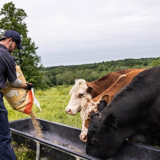 Farmer feeding cows in bunker.