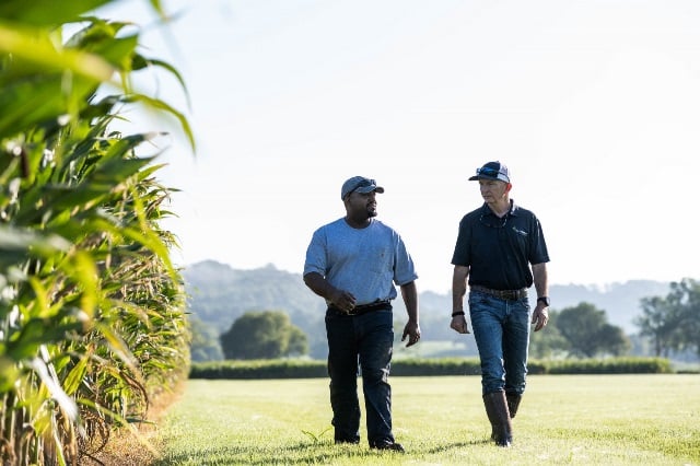 Two men walking next to corn field.