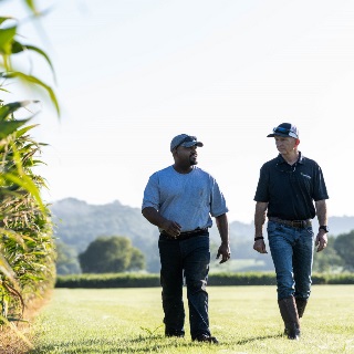 Two men walking next to corn field.