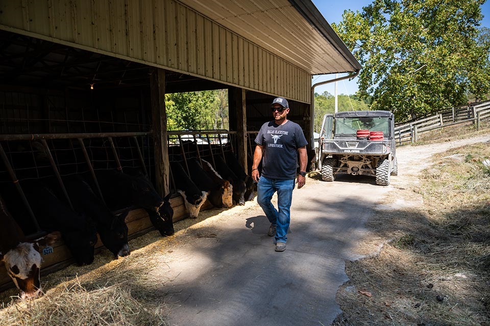 Cattle producer checking his herd financed by Farm Credit Mid-America