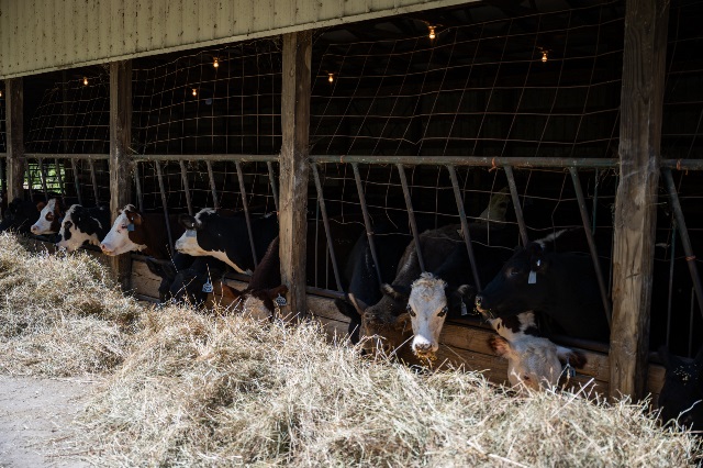 Cattle insured with Livestock Risk Protection policy through Farm Credit Mid-America