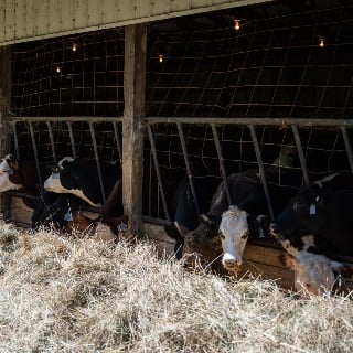 Cattle insured with Livestock Risk Protection policy through Farm Credit Mid-America
