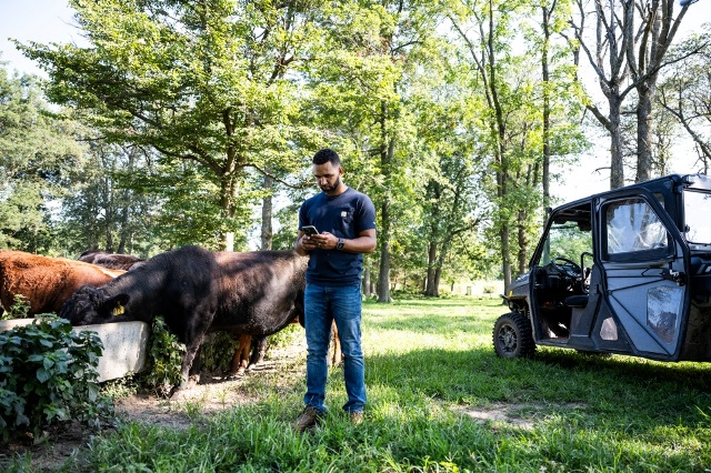 Man uses AI in cattle field