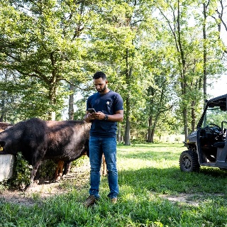 Man uses AI in cattle field