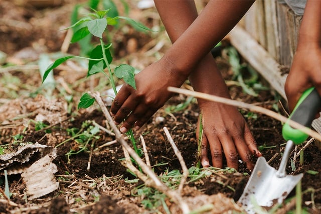 Black Soil KY Participant plants vegetables