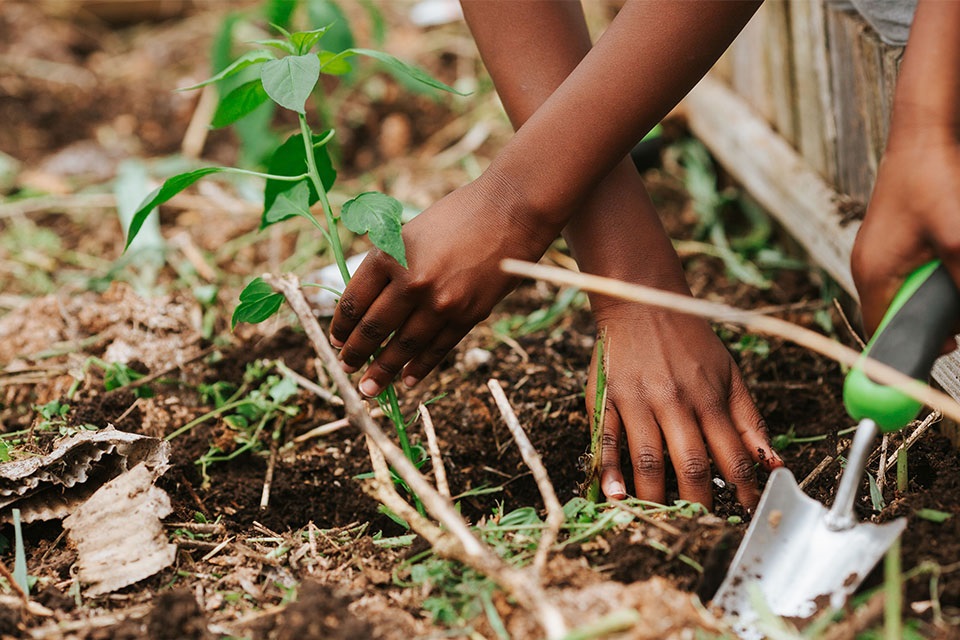 Black Soil KY Participant plants vegetables