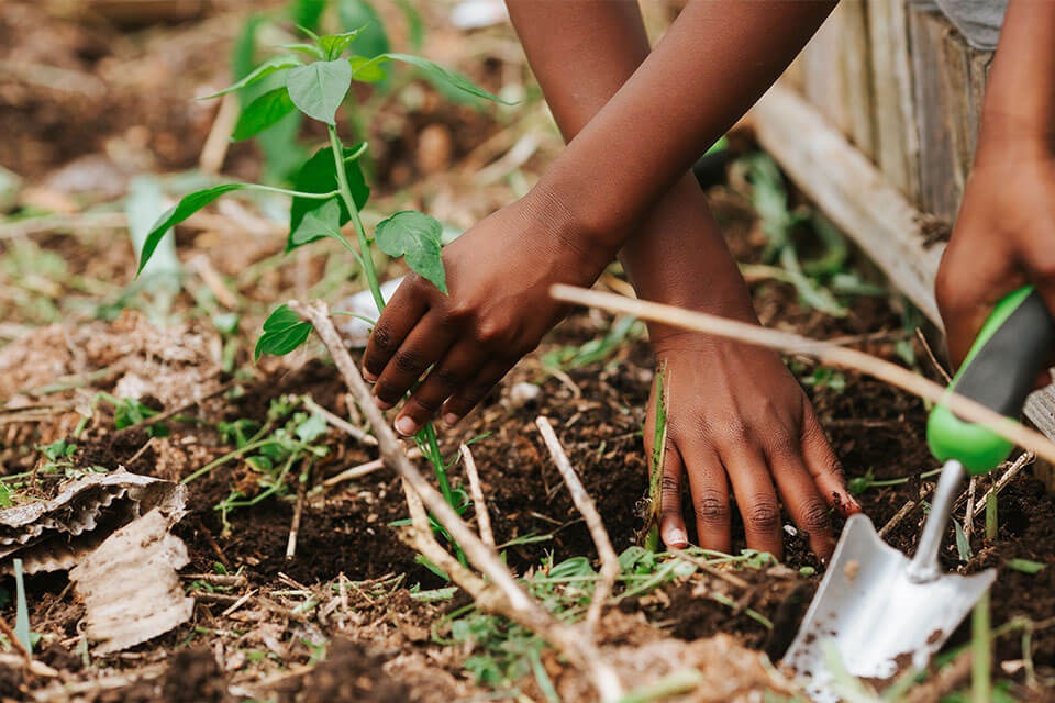 Black Soil KY Participant plants vegetables
