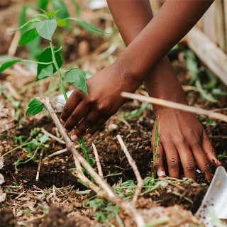Black Soil KY Participant plants vegetables