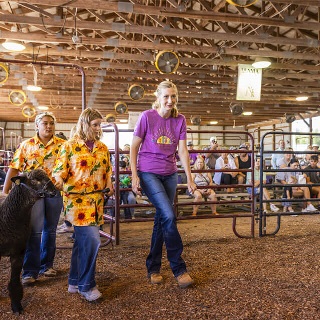 Hancock County Poss-Abilities Volunteer aids participants in showing a sheep