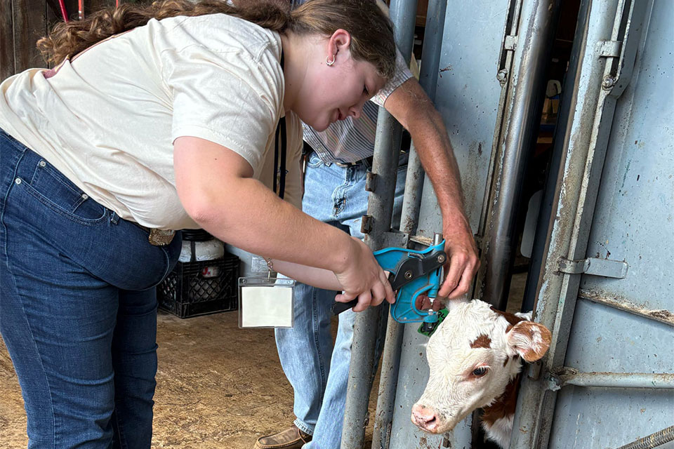FCMA_2025_Website_StoryBodyImage2_960x640_2025TNFFAFutureFarmerConference_FINAL FFA Member tags cow on farm visit sponsored by Farm Credit Mid-America
