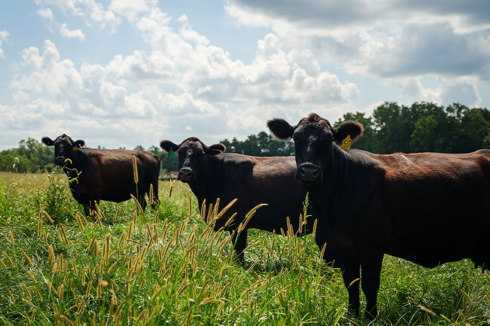 Cattle shown on a rural Indiana farm financed by Farm Credit Mid-America.