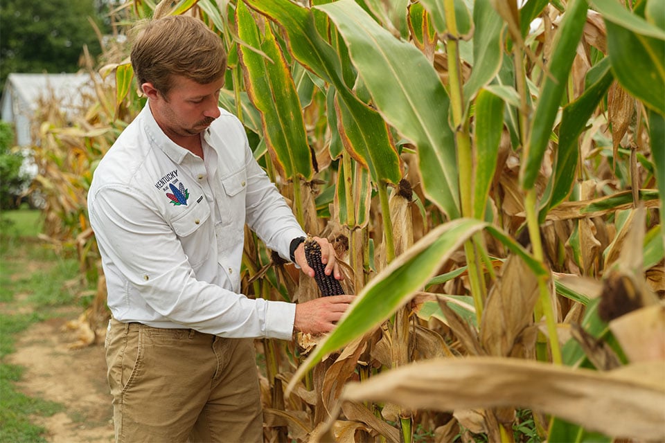 Clate Jones picks Kentucky blue corn in corn field financed by Farm Credit Mid-America.
