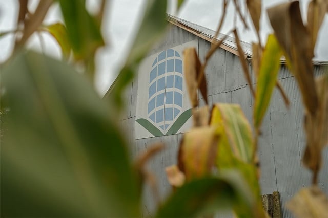 A barn with blue corn is shown through a corn field financed by Farm Credit Mid-America.