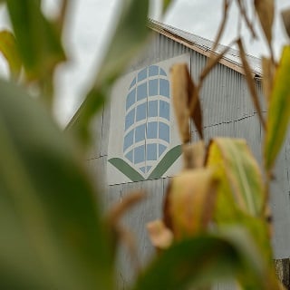 A barn with blue corn is shown through a corn field financed by Farm Credit Mid-America.