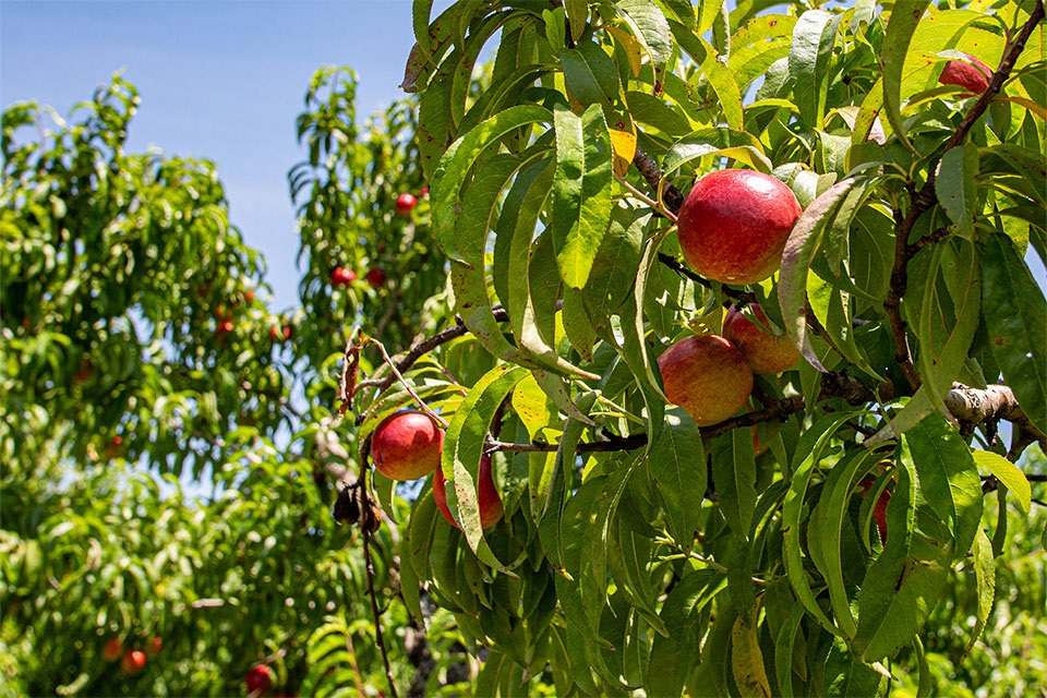 Fruit growing on tree branches at Huber's Orchard and Winery in Indiana.