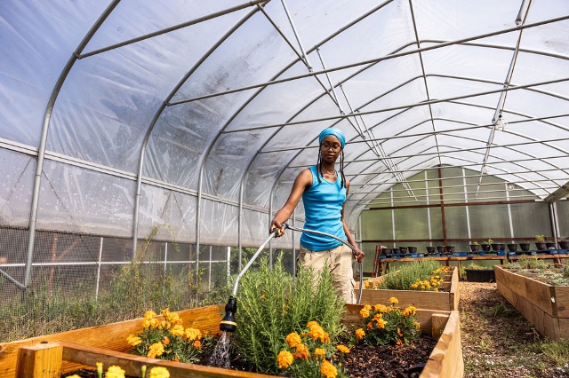 Woman watering orange flowers in a raised wooden garden bed inside a microfarm greenhouse