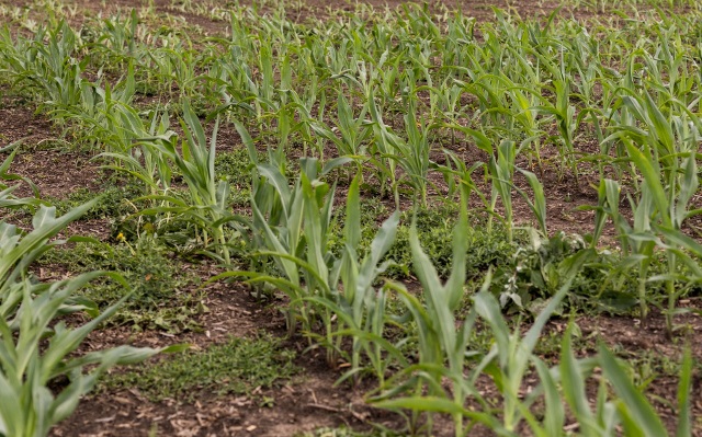 Young corn seedlings emerging in a field during the early growing season