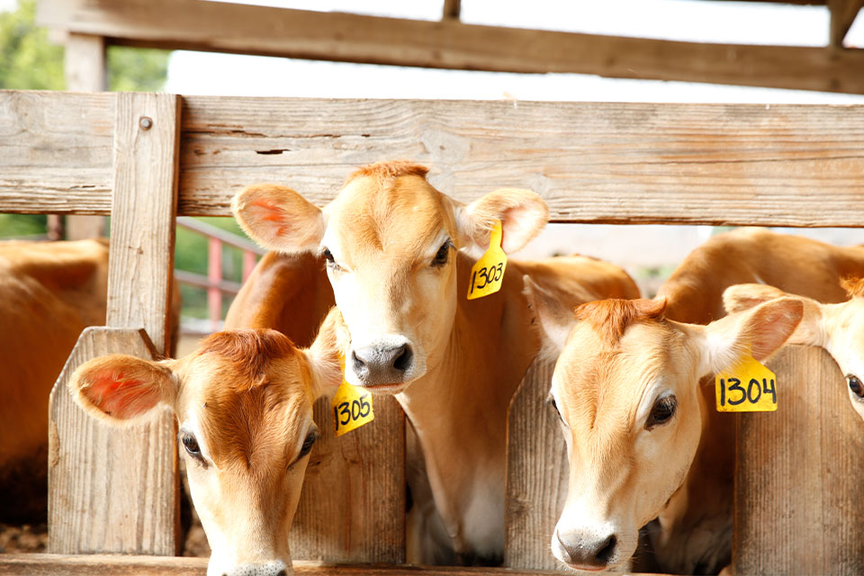 Dairy cows financed by Farm Credit Mid-America