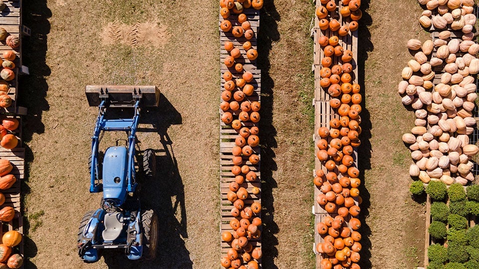Aerial view of a tractor alongside rows of picked pumpkins.