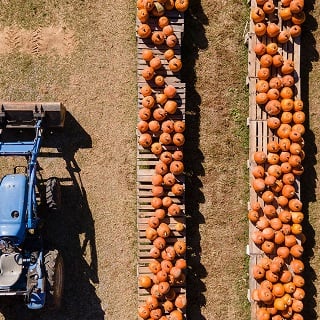 Aerial view of a tractor alongside rows of picked pumpkins.