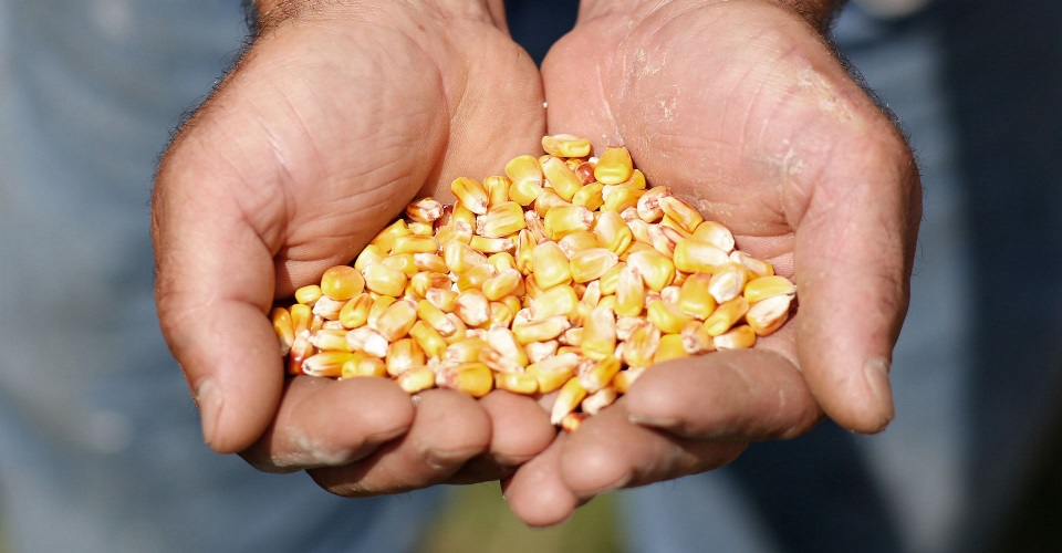 Corn in hands.