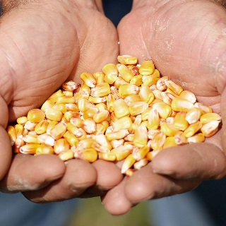 Corn in hands.