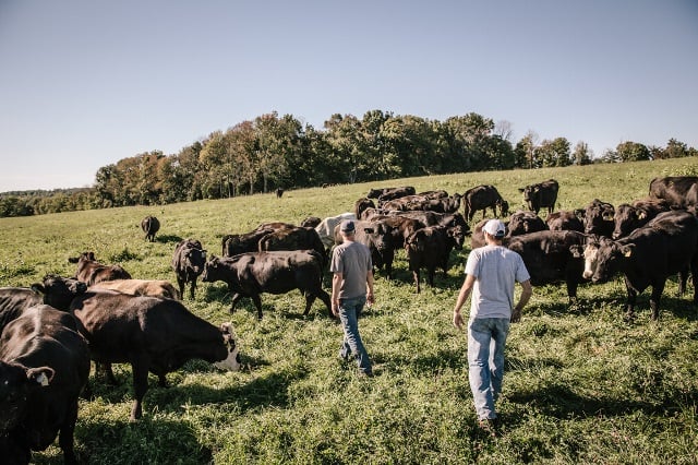 Farmers walking through cattle herd
