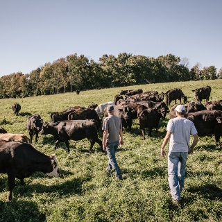 Farmers walking through cattle herd