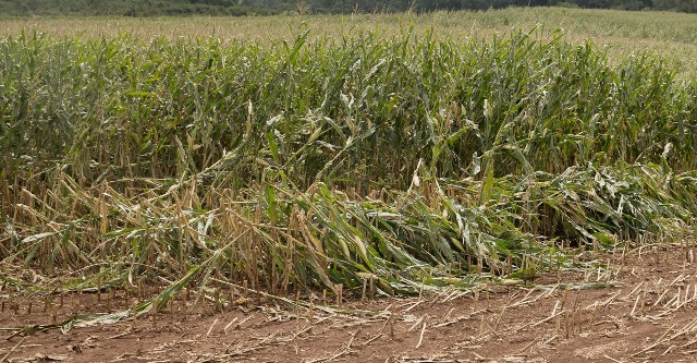 Damaged corn crop.
