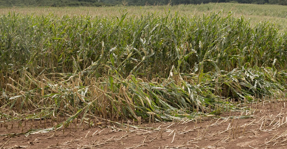 Damaged corn crop.