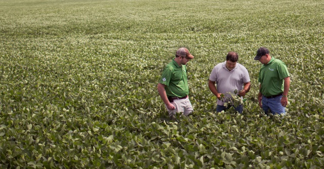 Three men standing in soybean field.