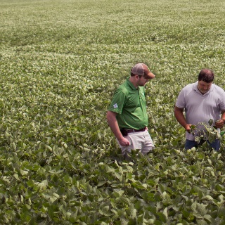 Three men standing in soybean field.