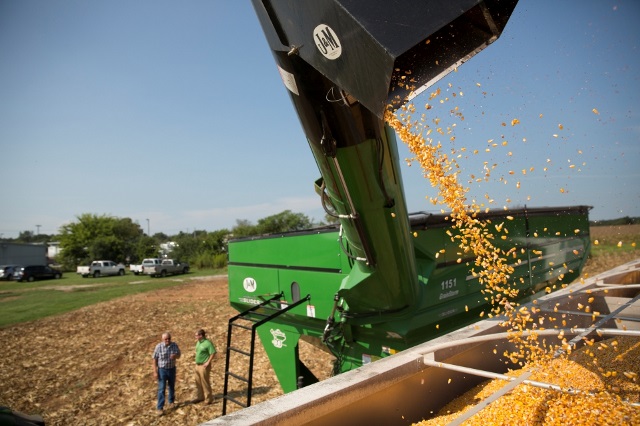 Corn going into semi.