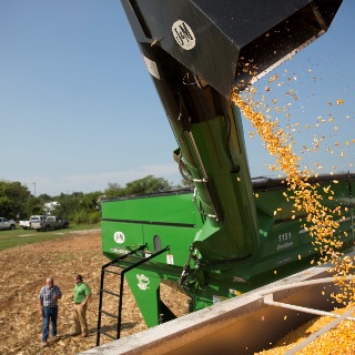 Corn going into semi.