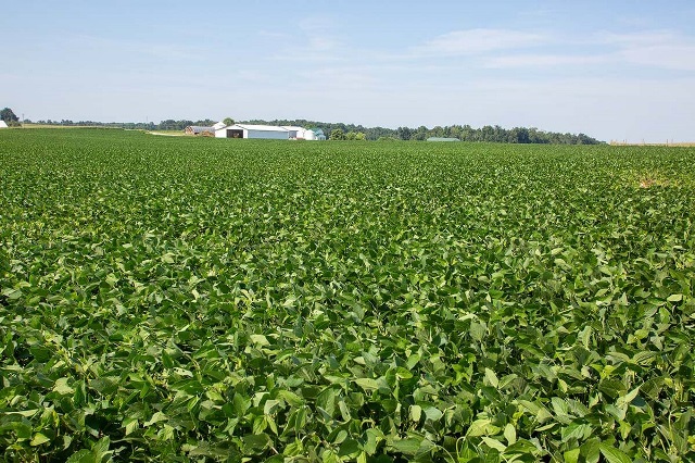 Soybean field