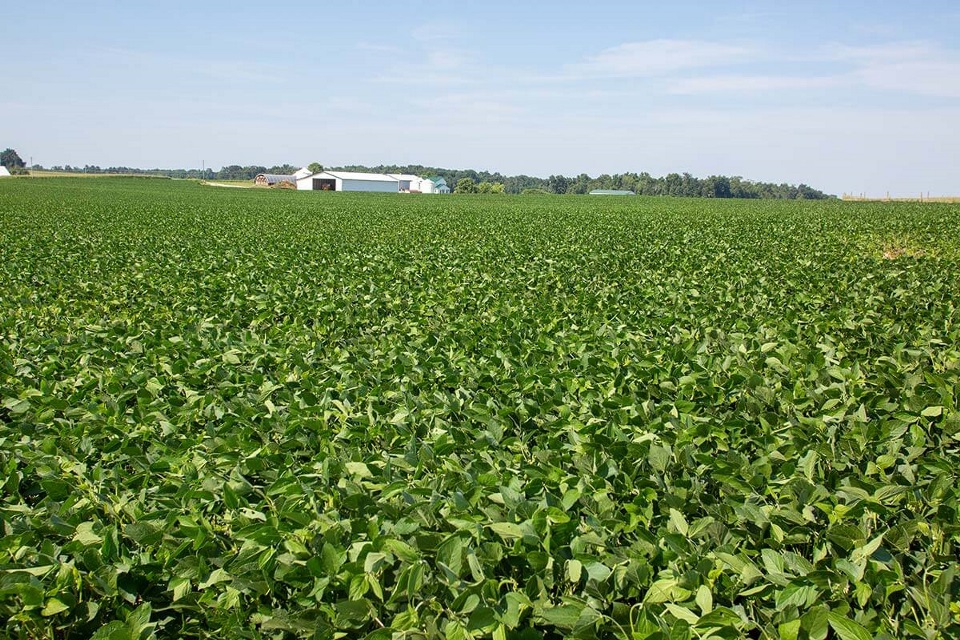 Soybean field