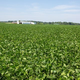 Soybean field