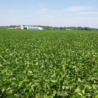 Soybean field