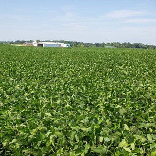 Soybean field