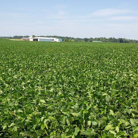Soybean field
